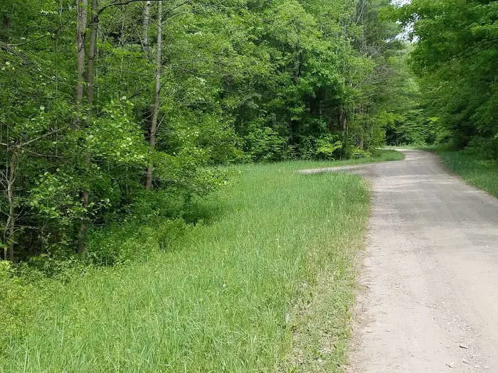 East Otto State Forest Campground Picture 4