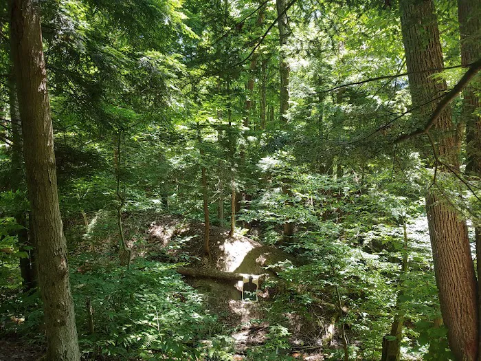 East Otto State Forest Campground Picture 2