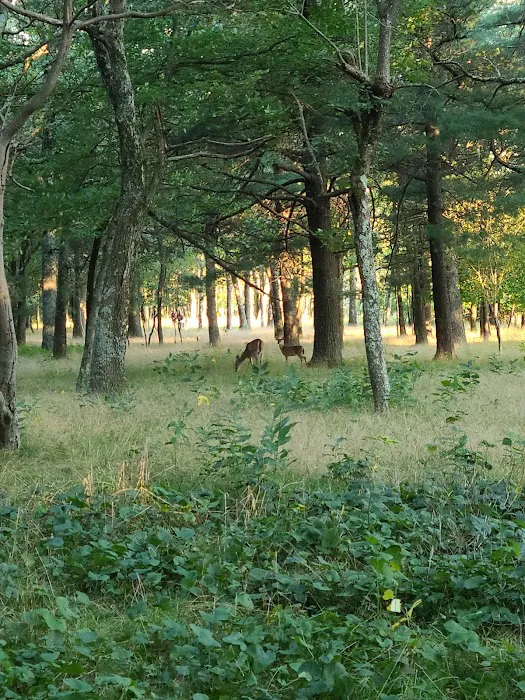 Big Meadows Campground Picture 4