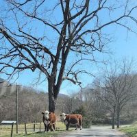 Mountainview RV Campground ico