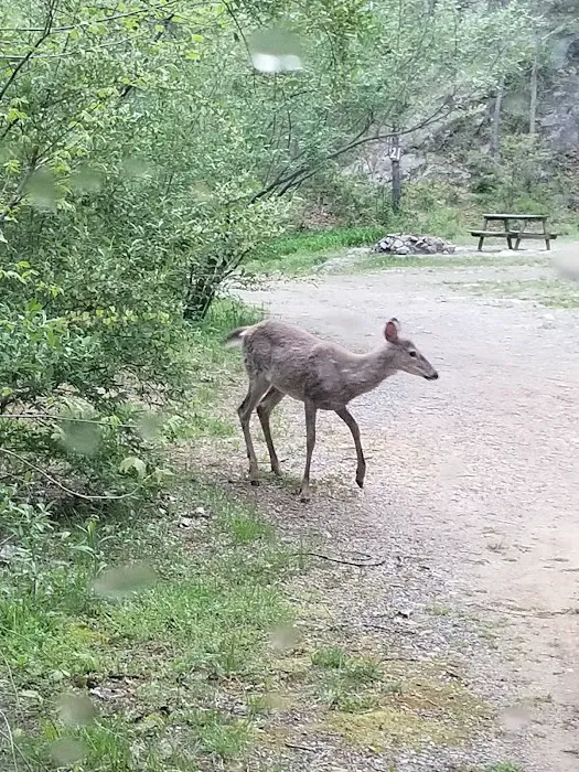 Gooney Creek Campgrounds Picture 9