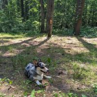 Green Ridge State Forest Campsite #15 ico