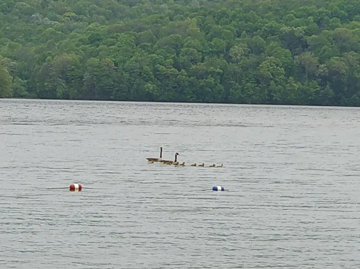 Quemahoning Family Recreation Area Picture 5