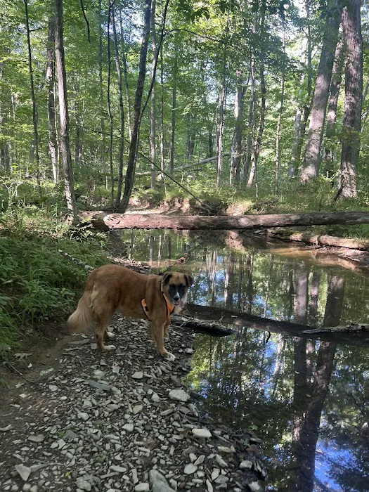 Green Ridge State Forest Campground #3 Picture 8
