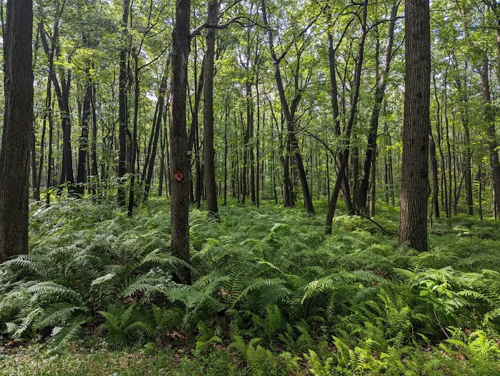 Forbes State Forest Motorized Site 2 Picture 9