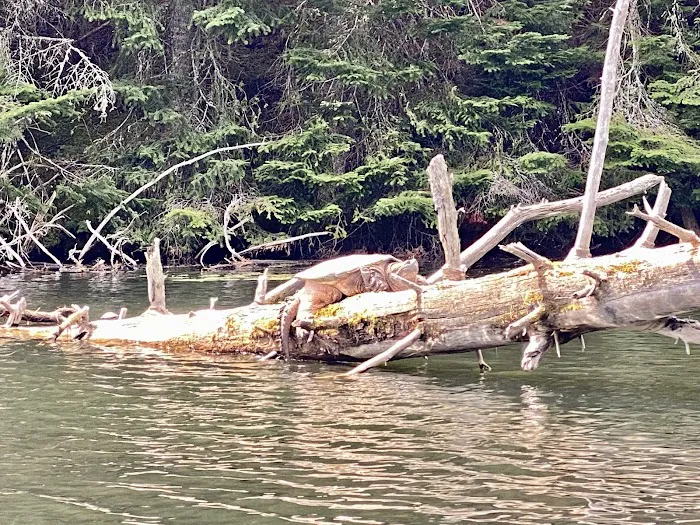 Buck Pond Campground Picture 8