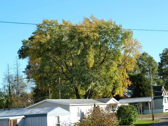 Hazelhurst Mobile Home Park Picture 4