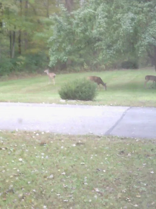 Forest Creek Mobile Home Park Picture 5