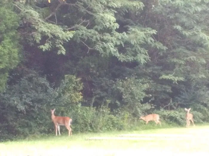 Forest Creek Mobile Home Park Picture 7