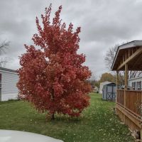 Green Acres Mobile Home Court ico