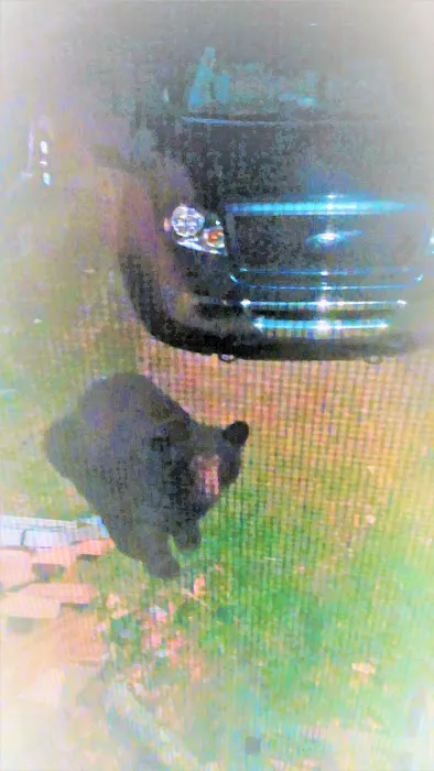 Bear Claw Campground Picture 5
