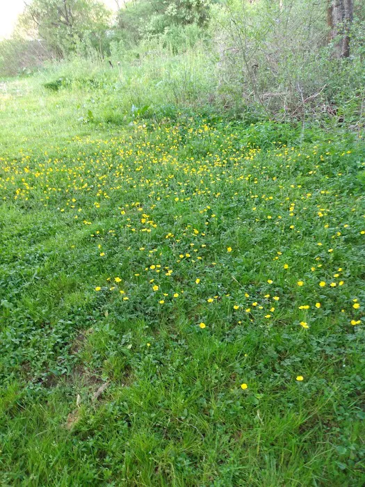 Kellettville Recreation Area Campground Picture 7