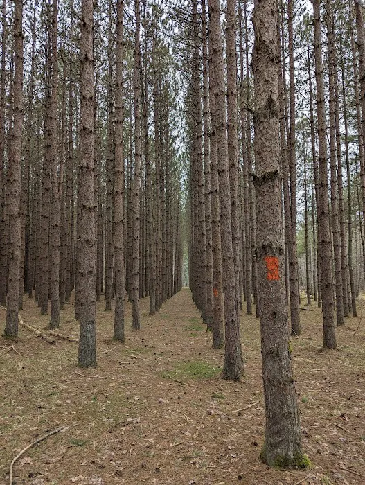 Tionesta Recreation Area Campground Picture 9