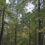 NYS DEC Designated Campsite