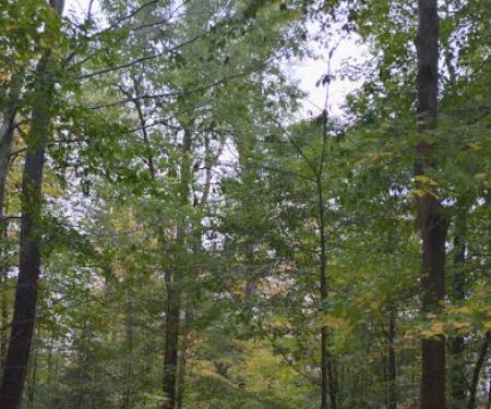 NYS DEC Designated Campsite
