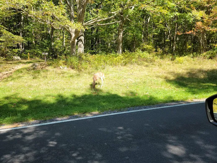 Loft Mountain Campground Picture 7
