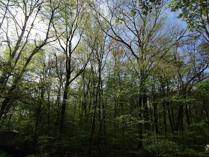 Posey Corners Campground Picture 5