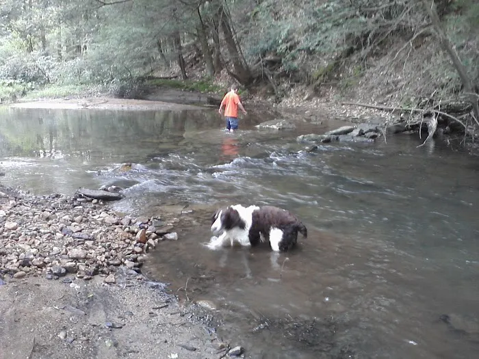 Laurel Hill State Park, Group Camp 8 Picture 6