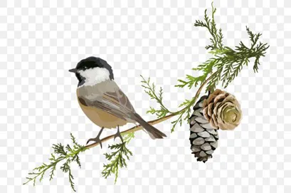 Spruce & Sparrow Picture 1