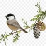 Spruce & Sparrow