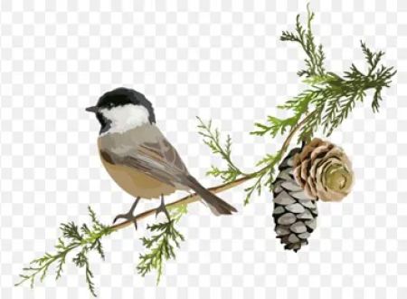 Spruce & Sparrow