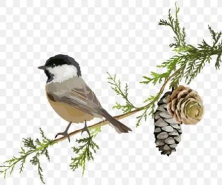 Spruce & Sparrow