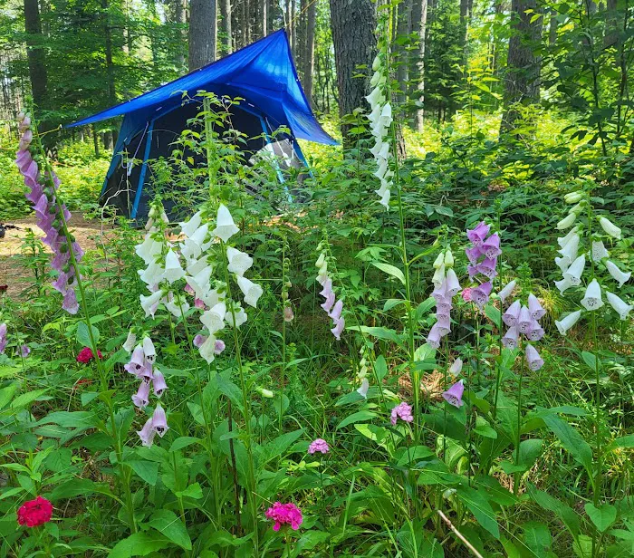 Woodland Grove Camping at Adirondack Adventure Base Picture 6