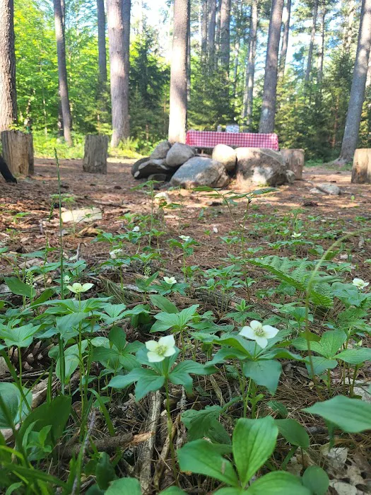 Woodland Grove Camping at Adirondack Adventure Base Picture 9