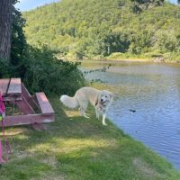 White Birches Camping Park ico