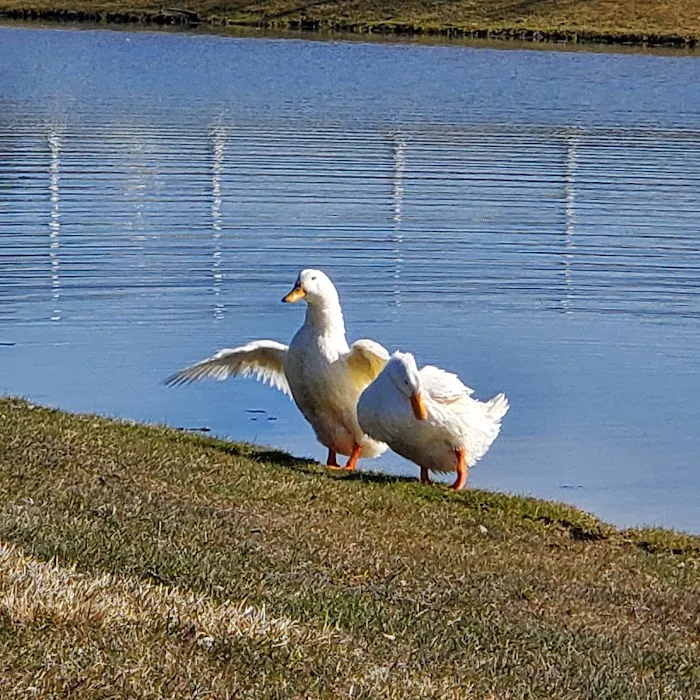Country Meadows Village Picture 8