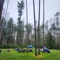 Cook Forest Group Sites ico