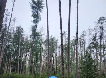 Cook Forest Group Sites
