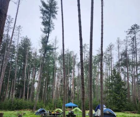 Cook Forest Group Sites