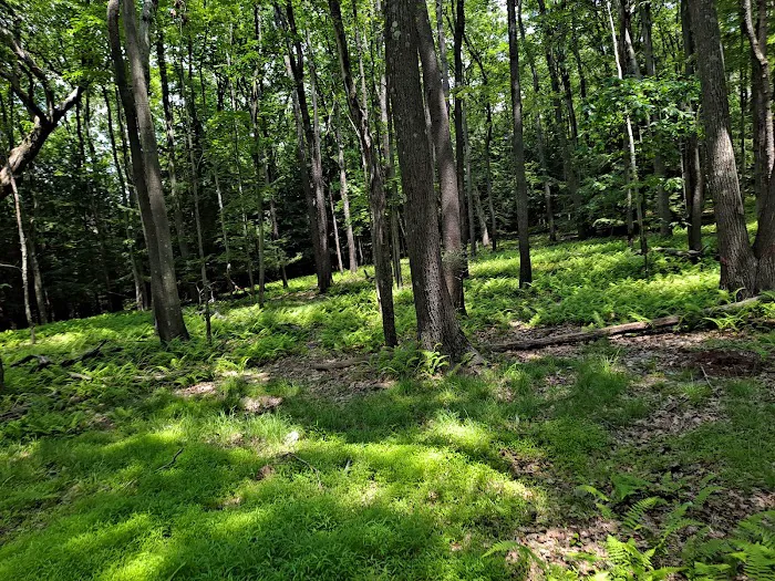 Cook Forest Scenic Trailride, Dude Ranch, and Campground Picture 8
