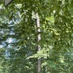 Carter's Cove Campground