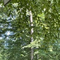 Carter's Cove Campground ico