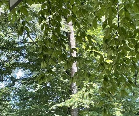 Carter's Cove Campground