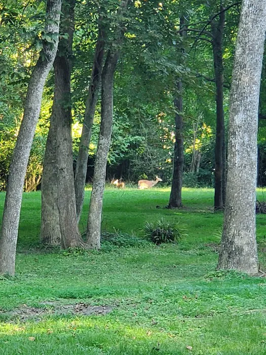 Carter's Cove Campground Picture 8
