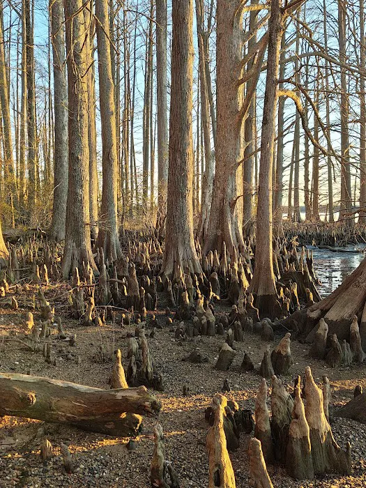 Chickahominy wildlife Management Picture 5
