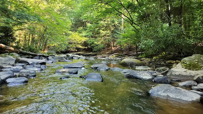 Swallow Falls Campground Picture 2