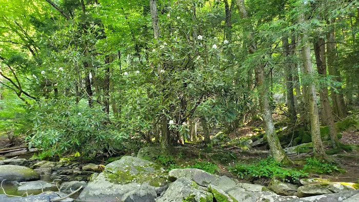 Swallow Falls Campground Picture 3