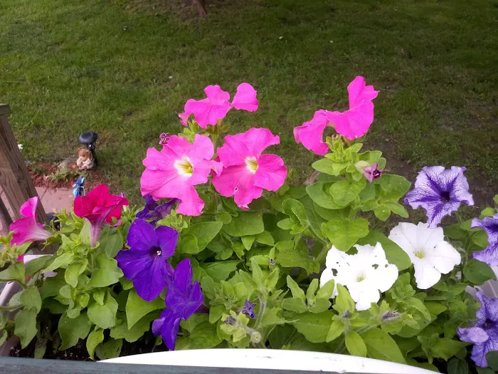 Country Manor Mobile Home Park Picture 2