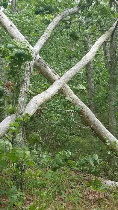 Nickerson State Park - Area 6 Picture 9