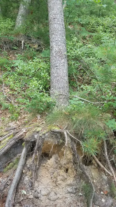 Nickerson State Park - Area 6 Picture 6