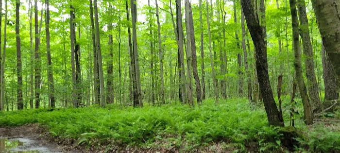 Savidge's Creekside Campgrounds Picture 5