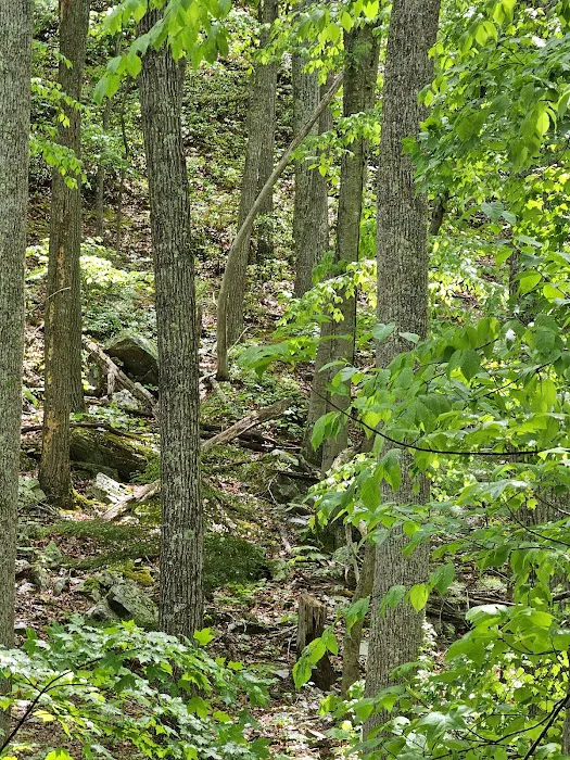 Sherando Lake Group Camp Picture 9