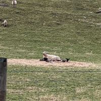 Eagle Rocks Campground ico