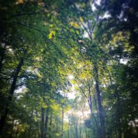 Tall Oaks Campground ico