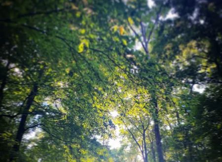 Tall Oaks Campground