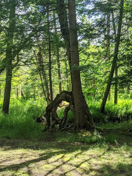 Blue Jay Campsites Picture 6